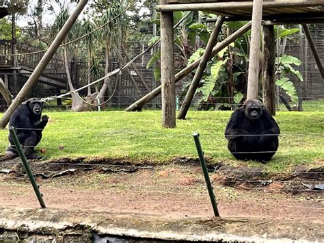  ¿Deseas Descubrir la Magia del Bosque de los Monos en Ciudad del Cabo?